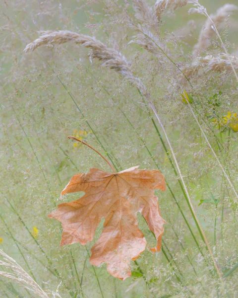 Washington, Seabeck Maple leaf in meadow grasses